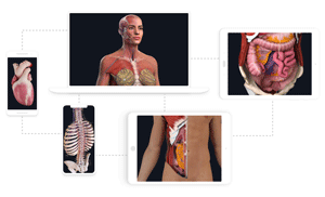 Use Complete Anatomy on ALL your compatible devices (iOS and Android) with English, French, German, Spanish, and Chinese language support. Use Complete Anatomy on ALL your compatible devices (iOS and Android) with English, French, German, Spanish, and Chinese language support.