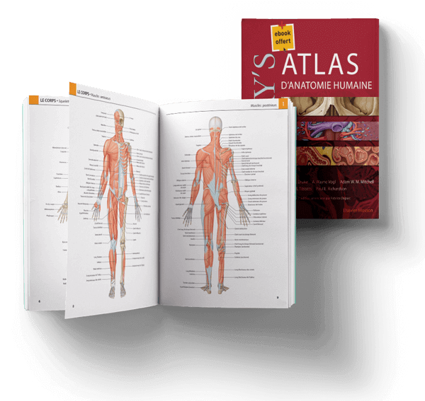 Gray s Atlas D anatomie Humaine Gray s Atlas D anatomie Humaine