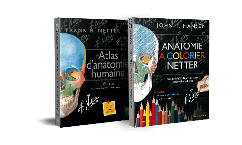 Bundle anatomie