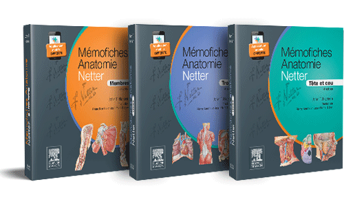 Bundle Mémofiches Anatomie Netter